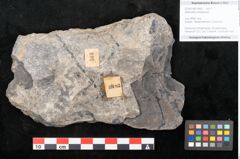 Foto (Objekt + Etikett) von Alethopteris whitbyensis (NHMW-GEO-2024-0188-10483)